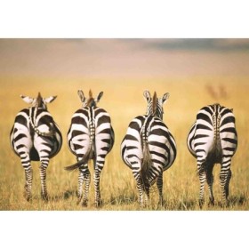 Puzzle Zebre In Savana, 300 Piese Ravensburger - 1